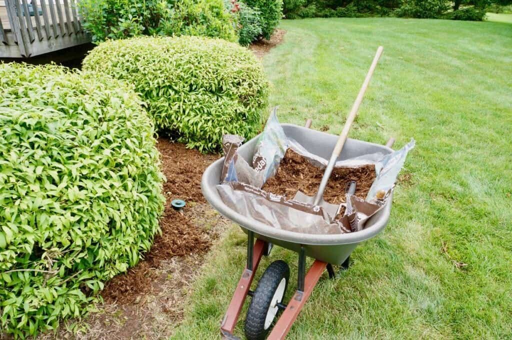 Mulch being added around lush bushes with a wheelbarrow in a landscaped yard.